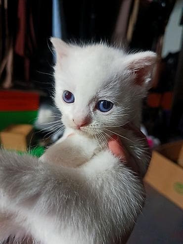 белые котята: Као-мани, 4 месяца, Мальчик, Белый, Метис, Приучена к лотку, Проглистована — 2