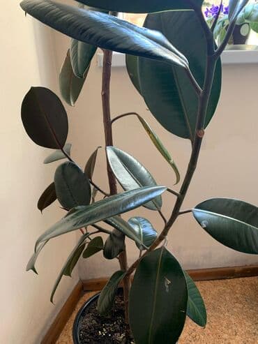 диффенбахия купить: 2 фикуса в горшке и 1 диффенбахия. про фикусы: Высота 1.5 - 2 метра — 8