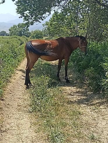 туки сена: Продаю | Кобыла (самка) | Английская | Для разведения | Племенные — 8