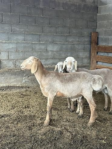 боолер: Продаю | Баран (самец), Ягненок | Арашан | Для разведения, Для шерсти, На забой | Осеменитель, Племенные — 2