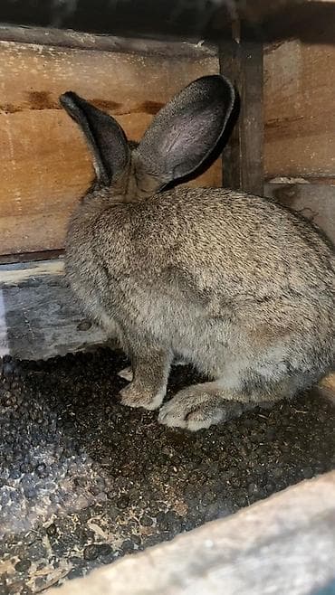 Кемирүүчүлөр: Сатам | Ургаачы коен | Күрөң коен | Көбөйтүү үчүн | Асыл тукумдуу — 2