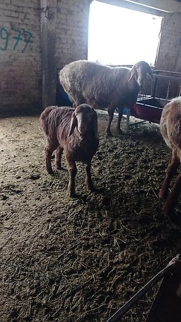 кочкор сатам: Сатам | Ургаачы кой (ургаачы) | Арашан | Көбөйтүү үчүн | Бооз — 6