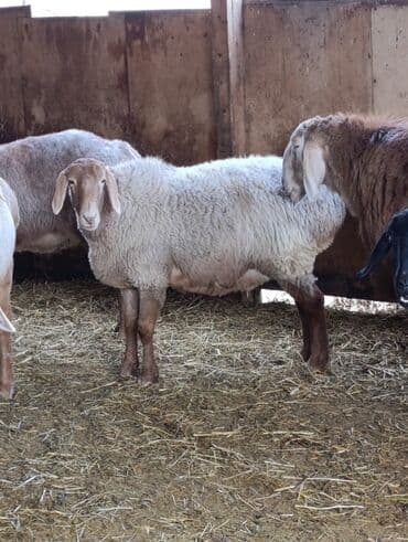 продажа кормов для сельскохозяйственных животных: Продаю | Овца (самка) | Арашан | Для разведения | Племенные — 1