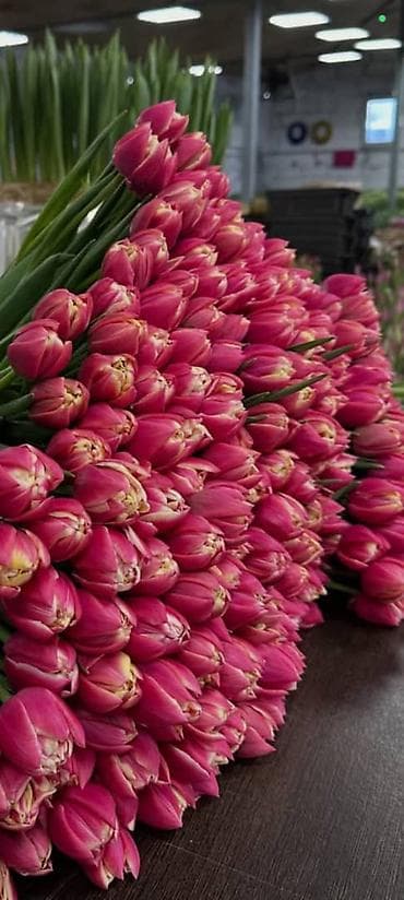 корзина для овощей: Тюльпаны с собственной теплицы - Срезанные свежие тюльпаны прямого — 1