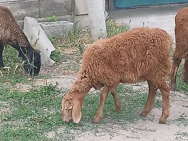 козы бараны: Продаю | Ягненок | На забой, Для разведения — 3