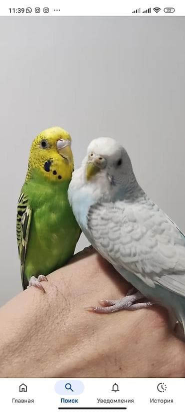 бигль собака: Волнистые попугаи (пара) с комплектом,с аксессуарами и с питанием - — 1