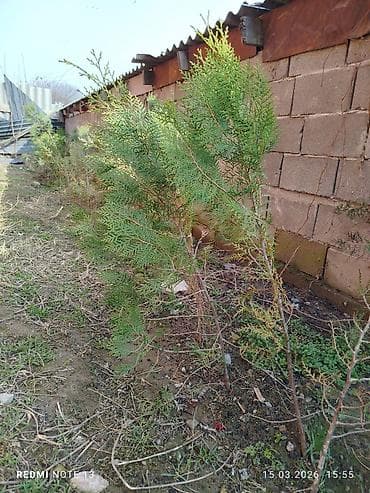 манты 10 с: Сразу жерден казып берем чоң кичине аркандай . баалары 350 сомдон — 3