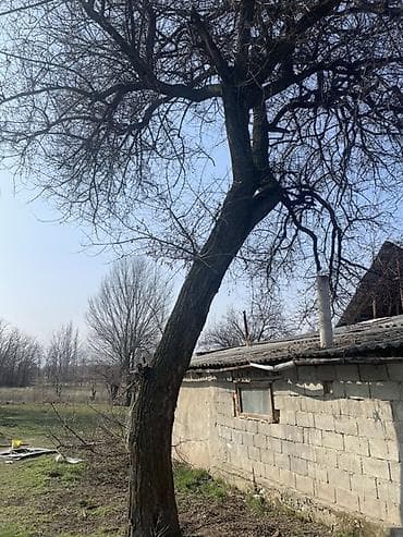 разборка мебели: Спил аварийного дерева у строения

Описание услуги: комузга Орук — 1