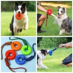 ошейник для собак бишкек: Продаю новые строгие ошейники в двух моделях,а так же большой выбор — 29