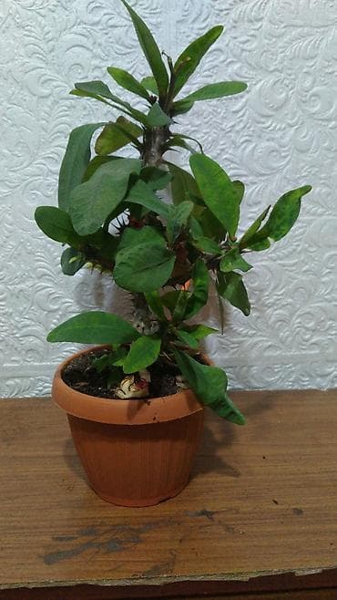 Замиокулькас (Долларовое дерево): Молочай Милла (Euphorbia milii) — комнатное суккулентное растение с — 4