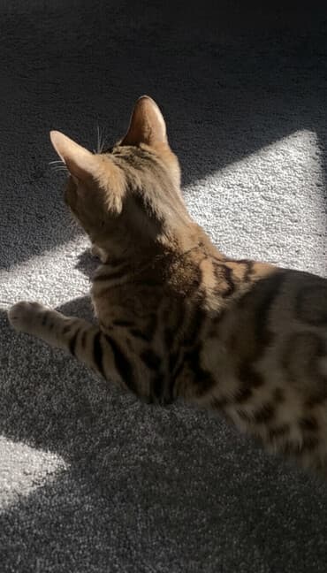 бенгальская домашняя кошка: Бенгальская, 8 месяцев, Девочка — 1