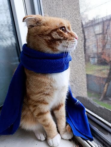 Скотиш Фолд (Шотландская вислоухая), 8 месяцев, Мальчик, Рыжий, Приучена к лотку