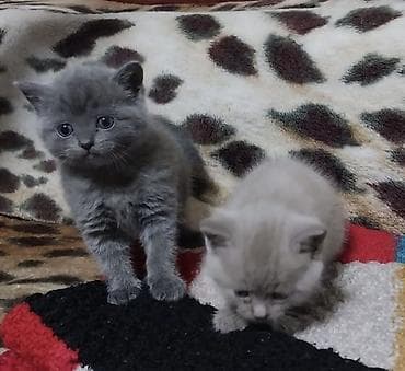 сколько стоит породистая кошка: Плюшевые медвежата: шотландско-британское очарование! Продаются — 2