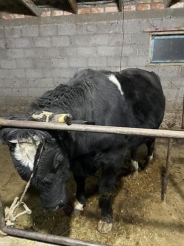 С/х животные и товары: Продаю | Бык (самец) | На откорм — 3