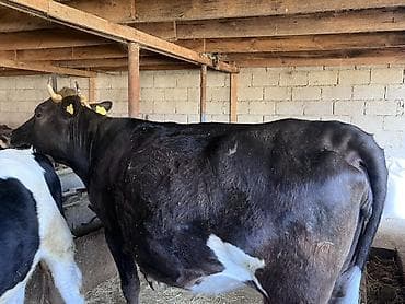 котята простые: Продаю | Корова (самка) | Алатауская | Для молока | Привязанные — 5