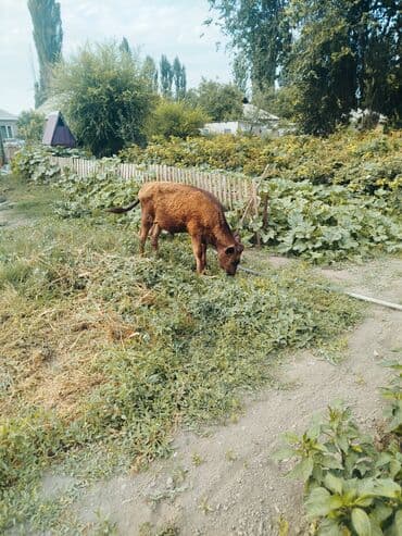 собака бульдок: Продаю | Музоо, торпок — 7