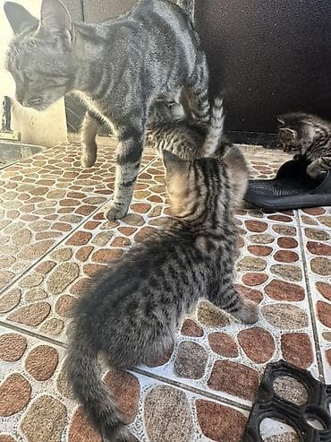 Животные: Котёнок тигрового окраса - Порода/тип: домашний короткошёрстный — 7