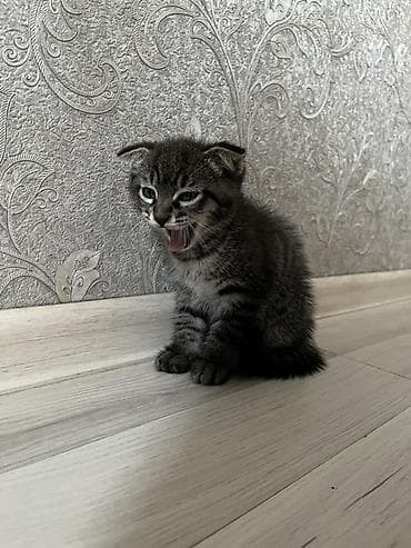 Үй жаныбарлары: Отдам котят в хорошие руки, мама породистая вислоухая а папу не знаем — 2