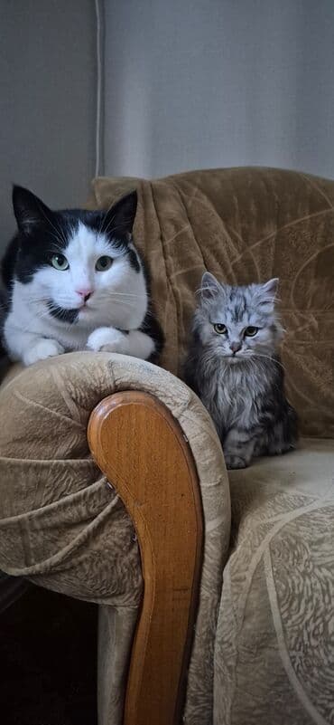 Кошка даром: Беспородная, 4 года, Мальчик, Проглистована at lalafo.kg Кошка даром: Беспородная, 4 года, Мальчик, Проглистована