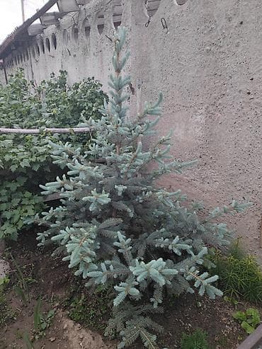 слива ягоды: Ель голубая (Picea pungens, Blue Spruce) — декоративные саженцы с — 7