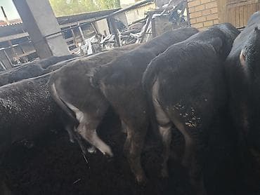 ротвейлер бишкек: Сатам | Бука (эркек) — 5