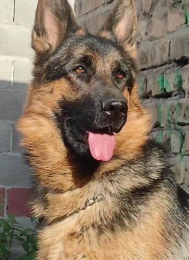 Продажа собак: Ищем кобеля немецкой овчарки для вязки. Длинношерстного. Требования — 1