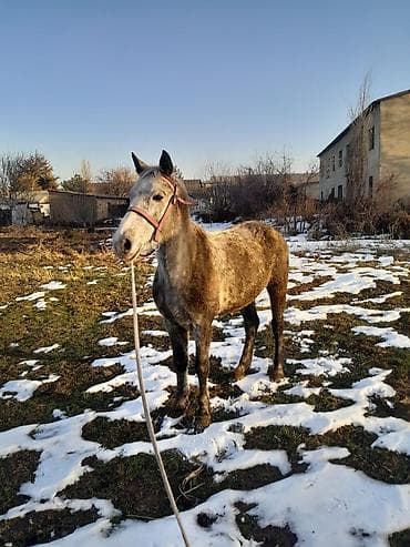 Иттер: Сатам | Бээ (ургаачы) — 2