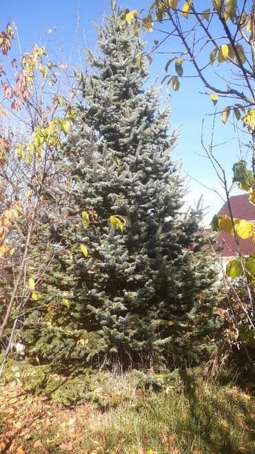 садовые цветы в бишкеке: Ель голубая (Picea pungens, Blue Spruce) - Крупномер, сформированная — 4