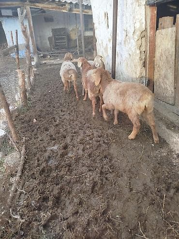 Собаки: Продаю | Ягненок | Полукровка | Для разведения | Матка — 3