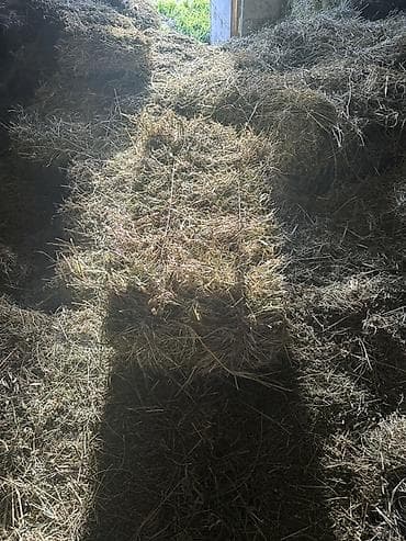 ящик для хранения: Сено в тюках - Вид: луговое/злаковое сено в прямоугольных тюках. - — 2