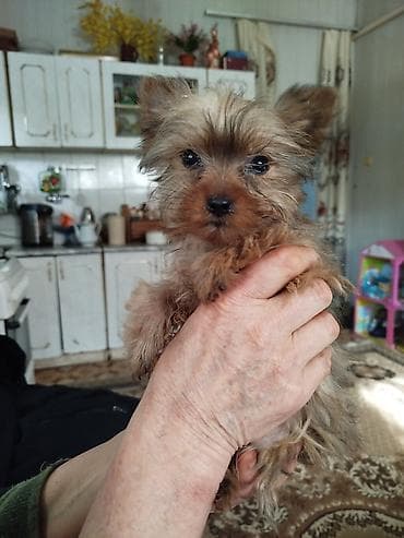ит аттары: Йоркшир терьер, 3 айлык, Эркек — 1