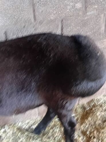 Собаки: Продаю | Овца (самка) — 6