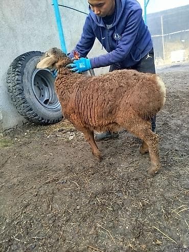лабрадор голден ретривер купить: Продаю | Ягненок, Баран (самец) | Арашан | Для разведения — 2