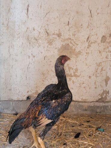 Грызуны: Продаю | Петух | Бойцовая | Для боев — 3