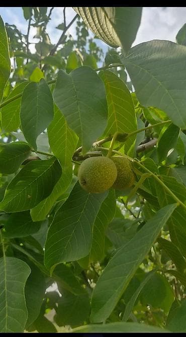 продаю орошаемую землю: 5 соток, Для строительства, Красная книга — 8