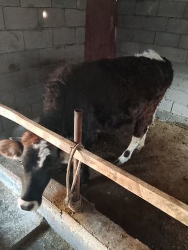 дом для животных: Продаю | Тёлка | Полукровка | Для молока | Привязанные — 3