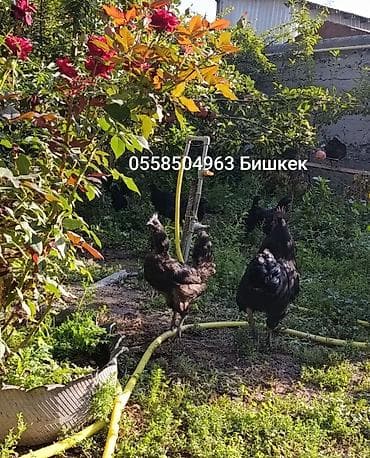 Кошки: Продаю | Инкубационные яйца | Для разведения — 4