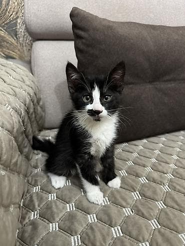 рыжие: Кошка даром: Беспородная, 2 месяца, Девочка, Приучена к лотку — 3