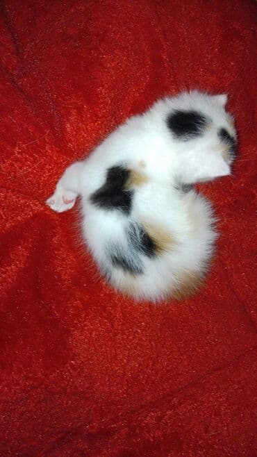 кошка мышык: Котята, домашние, пушистые. - Окрас: рыжий (несколько малышей разных — 3