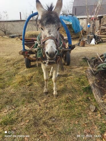 мейн кун бишкек питомник lyubushka купить котенка цена: Продаю осла и бричку, осёл скоростной,находимся в С.сокулук улица- — 1