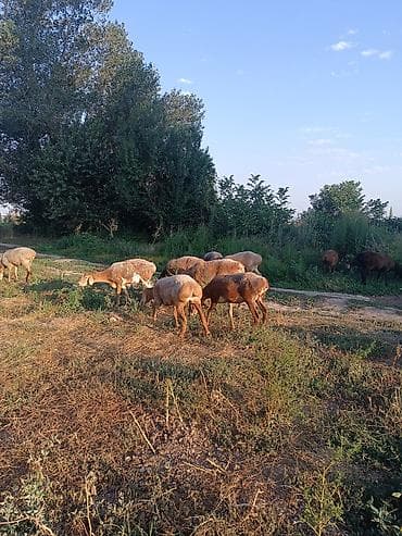 узи для животных бишкек: Продаю | Овца (самка) | Для разведения | Матка — 5