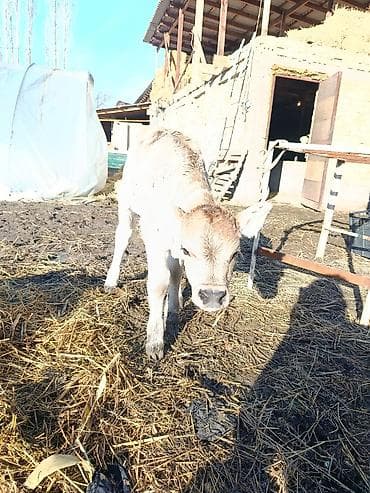 русская голубая кошка бишкек: Продаю | Музоо, торпок | Швицкая | Для разведения — 3