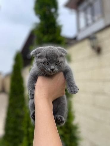 кошки сфинкс цена: Шотландский вислоухий котёнок - Тип шерсти: короткая, густая — 2