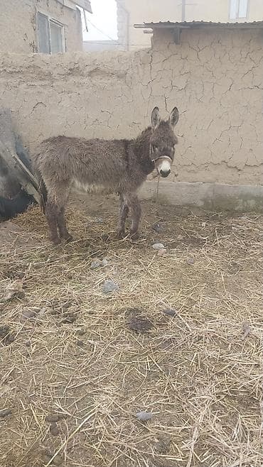 сколько стоит кролик домашний: Осёл (рабочий/хозяйственный) - Порода: местный осёл, компактного — 1