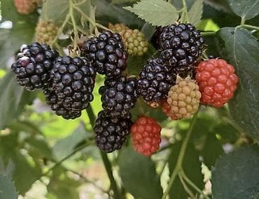 куплю ягоды: Ежевика саженец крупноплодная, без шипов саженцы 2-х летка . Цена — 3