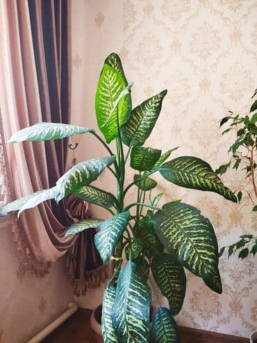 диффенбахия купить: Диффенбахии — 8