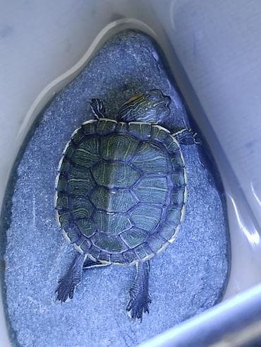 черепашки маленькие купить: Молодые красноухие черепашки (Trachemys scripta elegans), 150 за шт. в — 2