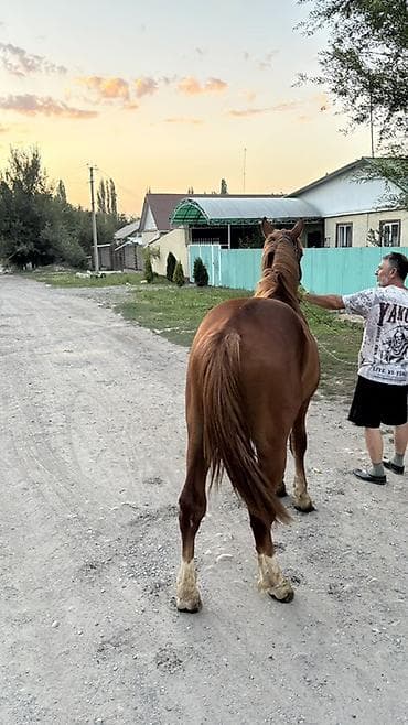 Үй жаныбарлары: Сатам | Тай | Жумушка — 3
