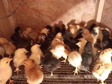 токмок животные: Продаю | Цыплята | Домашняя | Для разведения — 1