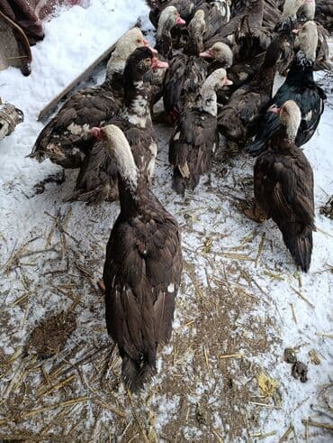 Продаются утки и селезни утки 600 сом селезни 1000 сом на выбор
